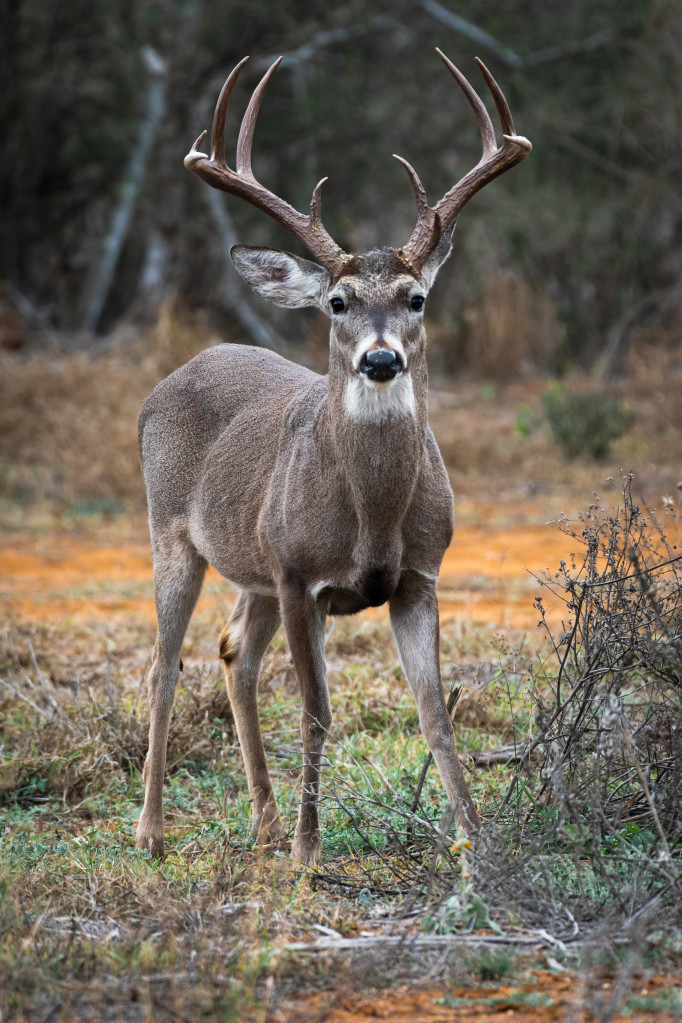 white-tail-buck-in-south-texas_t20_xXBEgl (1) Whitetail-buck