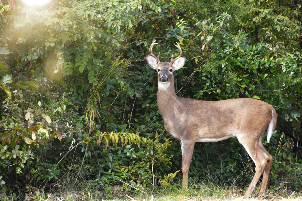 a-white-tail-deer-buck-standing-in-front-of-trees-and-bushes-looking-at-the-camera-nature a-white-tail-deer-buck-standing-in-front-of-trees-and-bushes-looking-at-the-camera