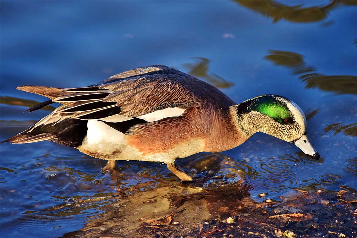 Wigeon Wigeon on the water