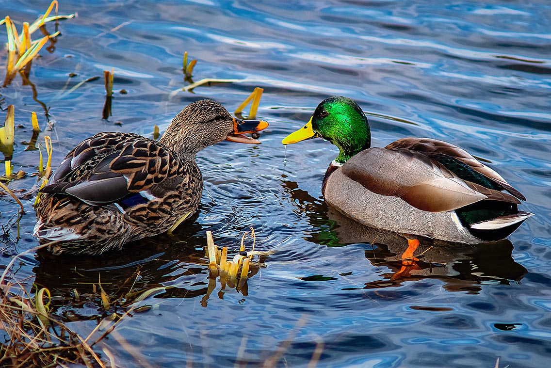 mallard Male and female mallard duck
