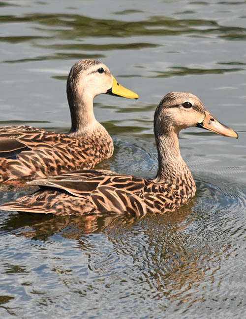 Male and female mottled duck